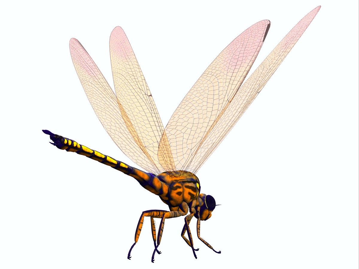Meganeura Dragonfly Tail 3D illustration - Meganeura was extremely large carnivorous dragonfly insect that lived in France and England during the Carboniferous Period
