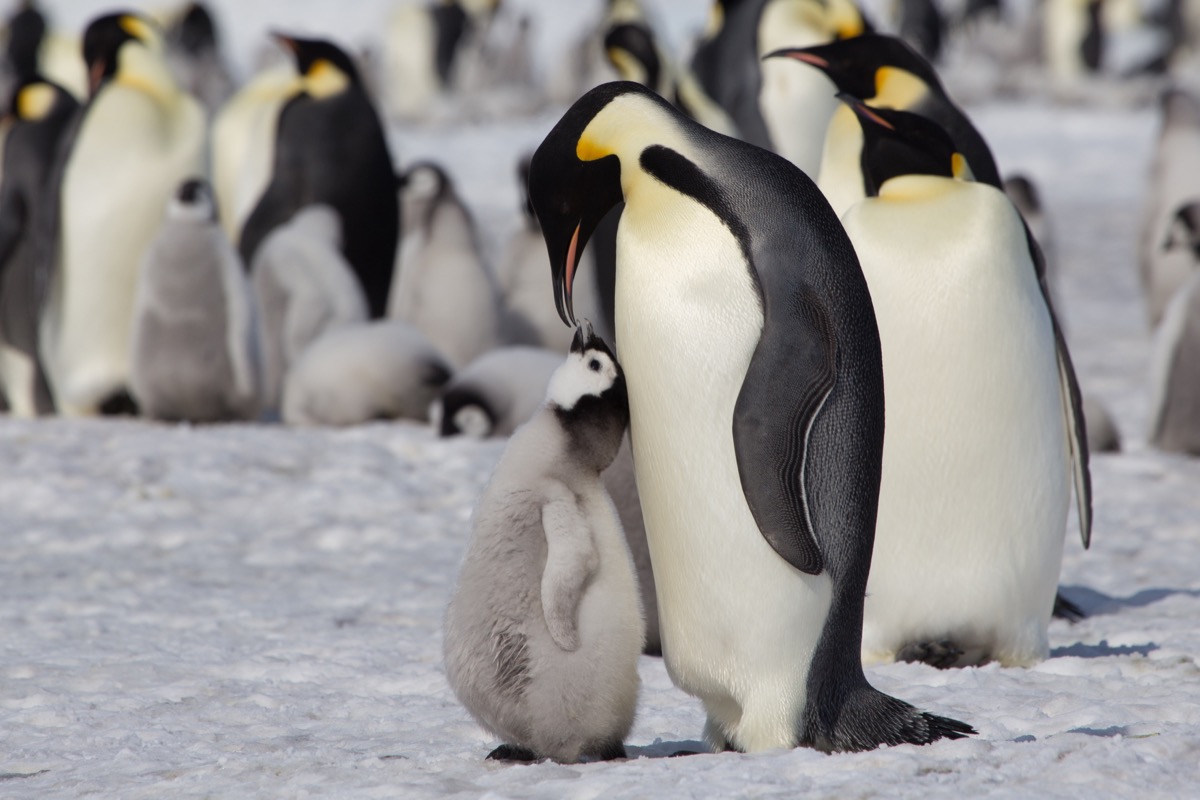 Emperor penguin feeding its chick photos of wild penguins