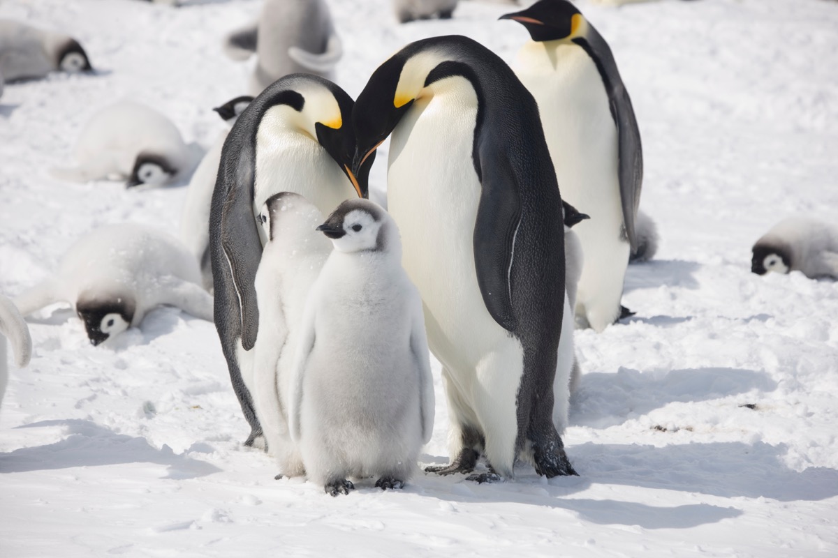 Emperor penguin parents and their chick photos of wild penguins