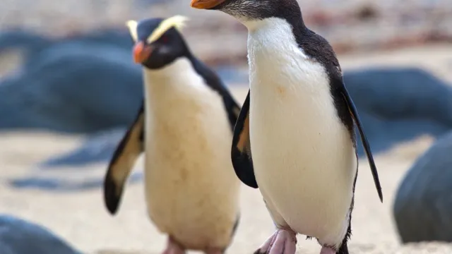 Fiordland crested penguins photos of wild penguins