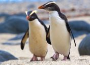 Fiordland crested penguins photos of wild penguins