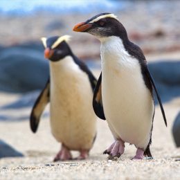 Fiordland crested penguins photos of wild penguins