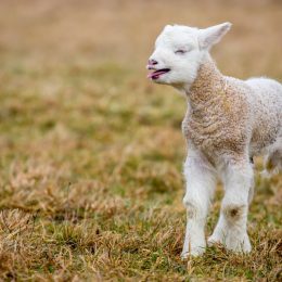 15 Super-Cute Hybrid Animals You Have to See to Believe