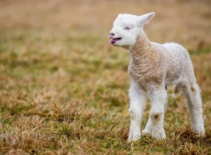 15 Super-Cute Hybrid Animals You Have to See to Believe