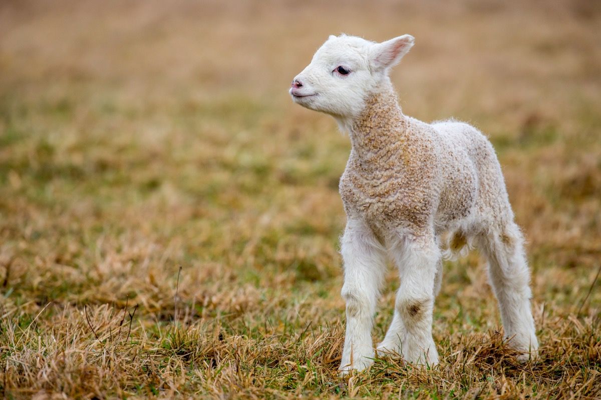 Small Sheep - goat hybrid baby - Image