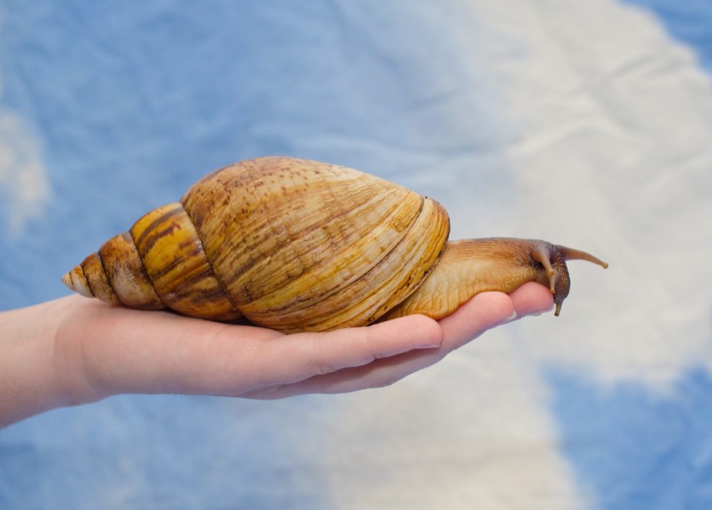 giant african land snail sitting in someone's hand