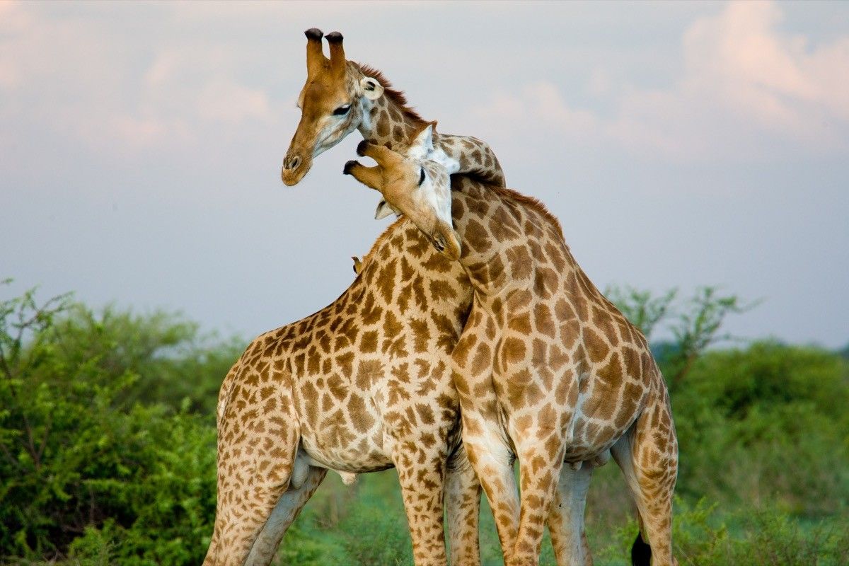 23 Photos of Animals in Love That Will Make You Literally Melt — Best Life