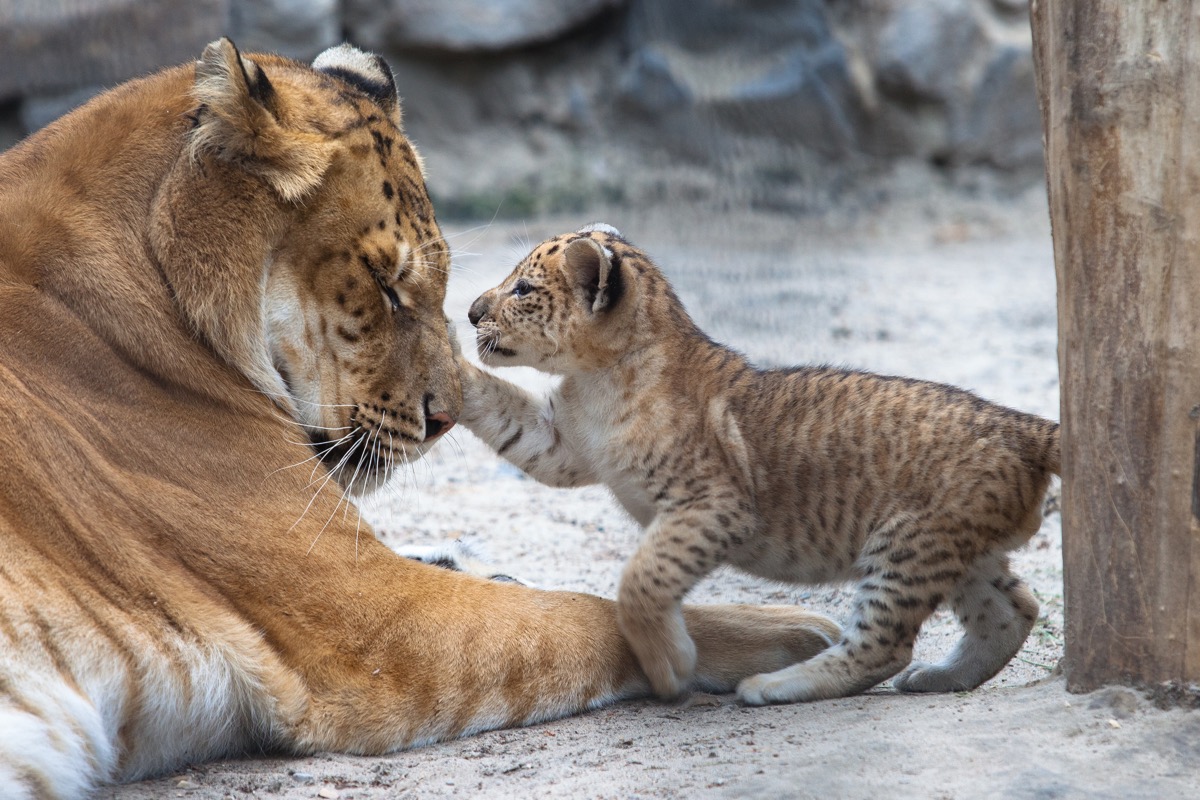 Small liger cub playing with his mother - Image