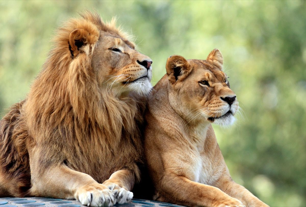 lion and lioness resting animals in love Slang Terms