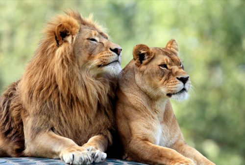 lion and lioness resting animals in love