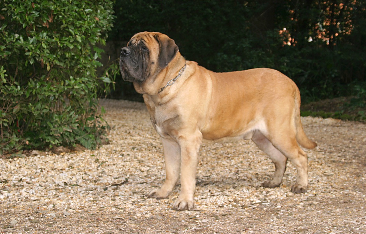 mastiff dog standing out