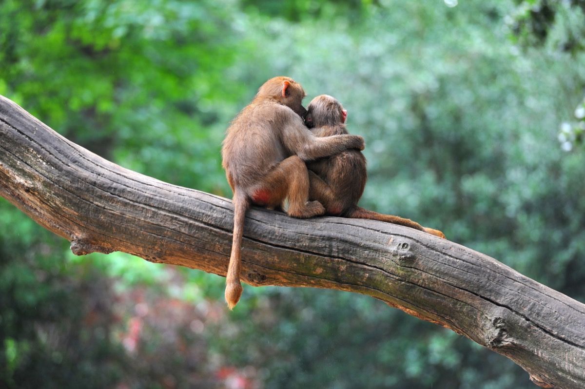 beautiful pictures of animals in love