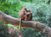 monkeys in love animals in love