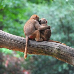 monkeys in love animals in love