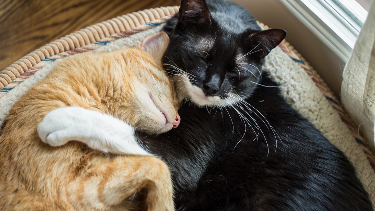 orange cat and black cat snuggling, animals in love