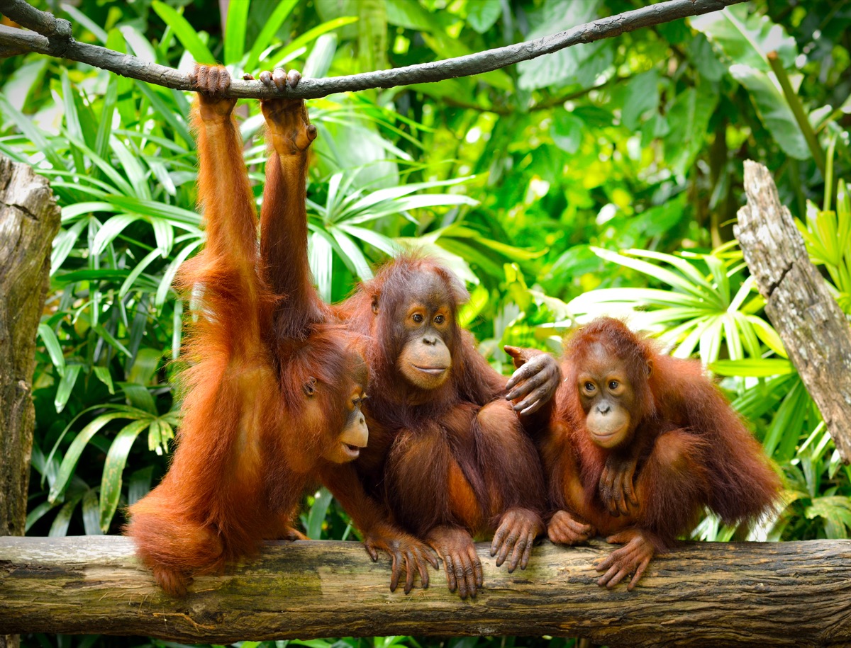 three orangutans in the jungle, smart dolphins