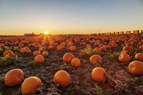Pumpkin patch at sunset