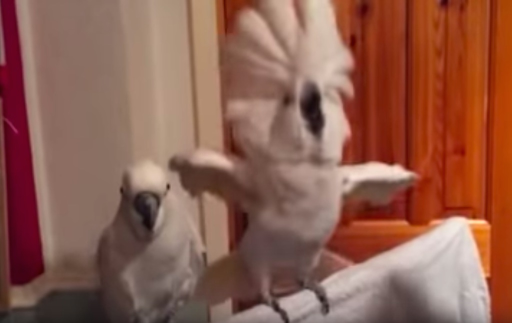 viral cockatoo elvis video