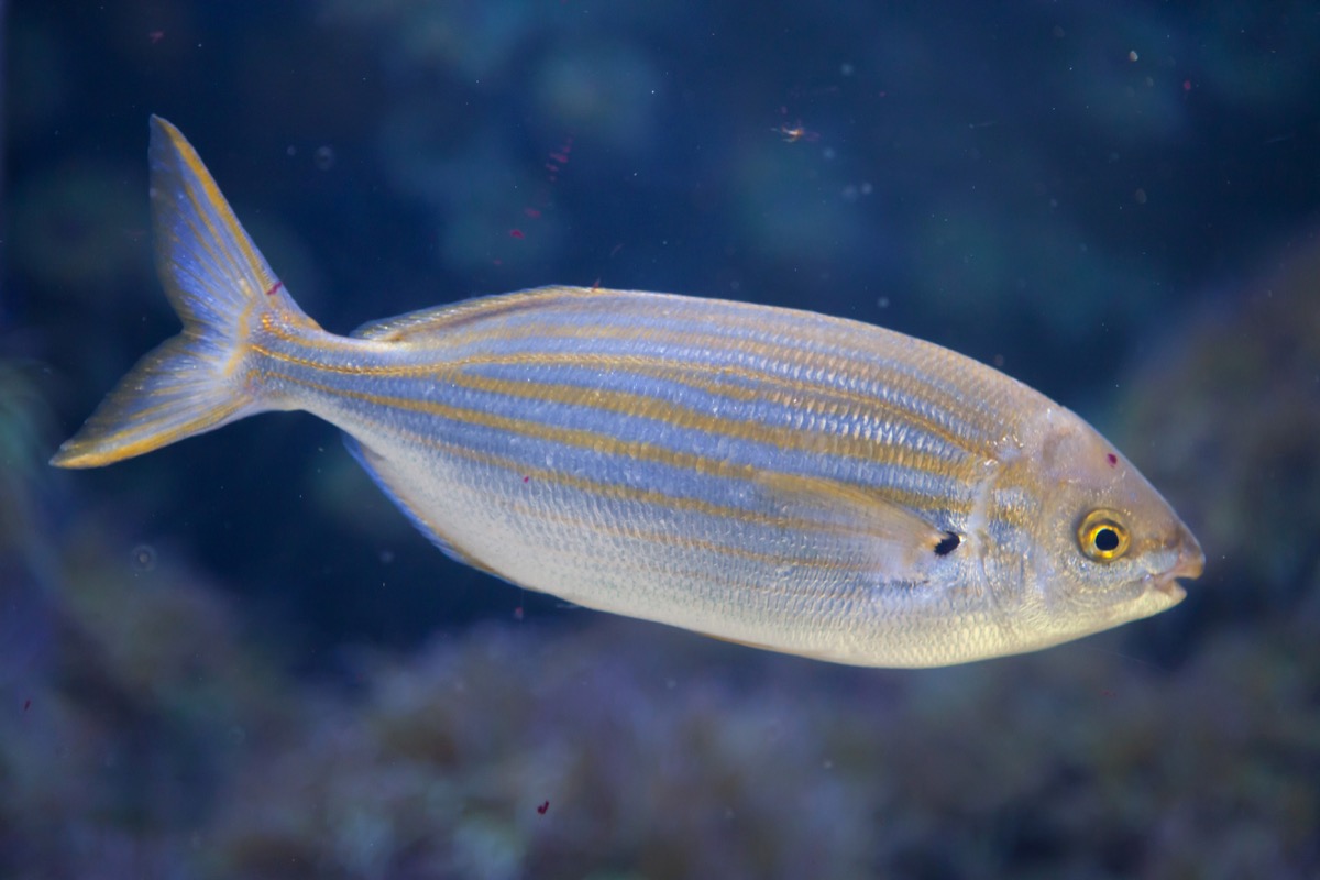 salema porgy fish known as sarpa salpa ancient romans used to use to get high, ancient rome facts