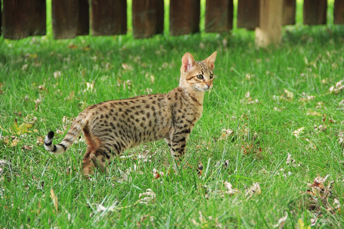 Savannah cat. Beautiful spotted and striped gold colored Serval Savannah kitten on a green grass lawn. - Image
