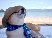 a shiba inu wearing a scarf and a straw hat while relaxing on the beach