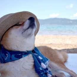a shiba inu wearing a scarf and a straw hat while relaxing on the beach