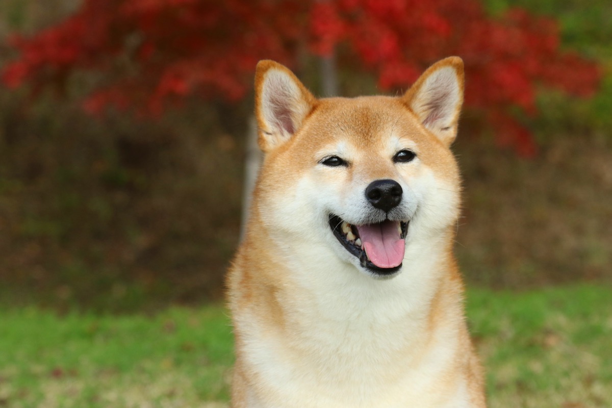 shiba inu dog smiling, top dog breeds