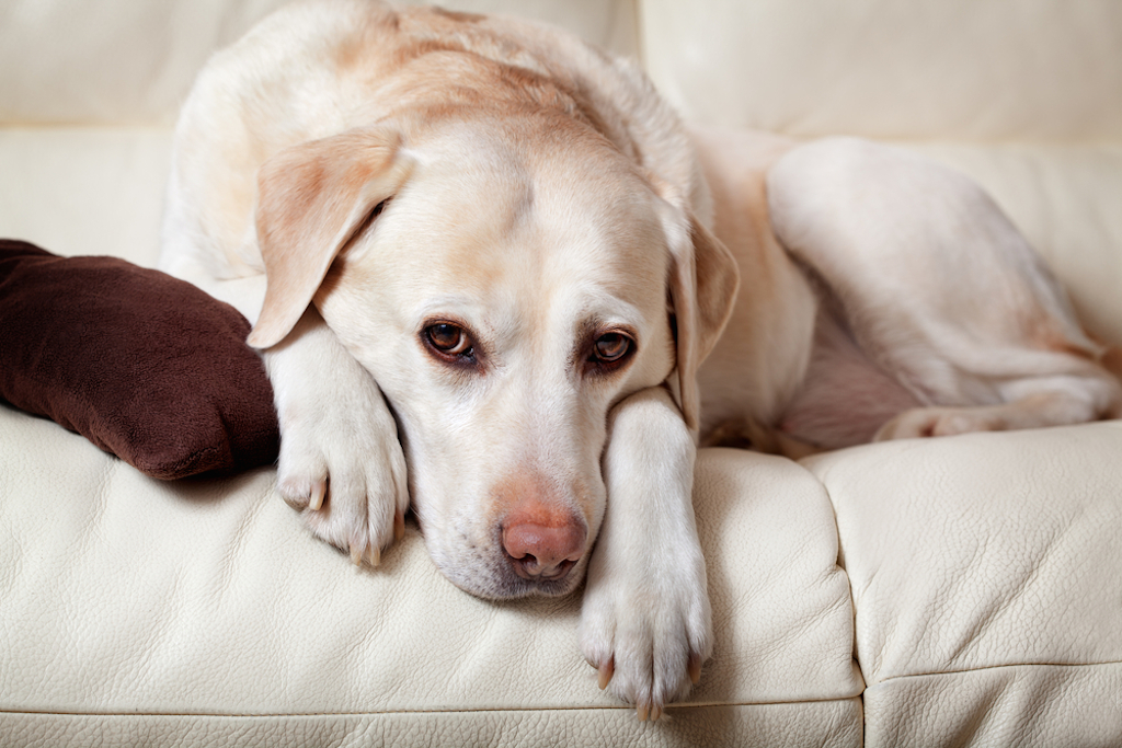 sad dog things you never knew dogs could do