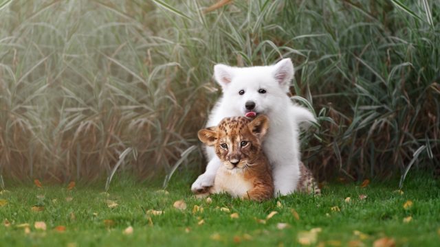 puppy playing with tiger