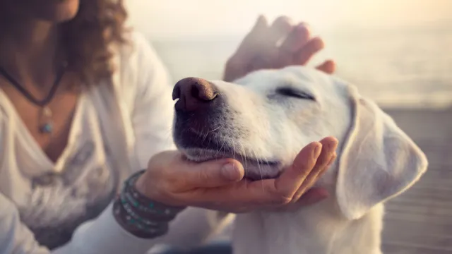 dog feels a shift in the atmosphere with his excellent sense of smell as owner pets him.