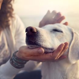 dog feels a shift in the atmosphere with his excellent sense of smell as owner pets him.