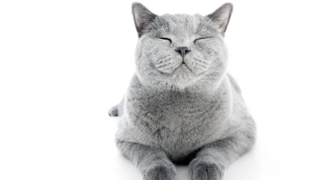 smiling happy cat on white background