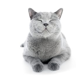 smiling happy cat on white background