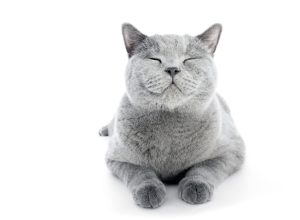 smiling happy cat on white background