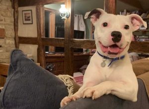 snoop the dog finds his furever home