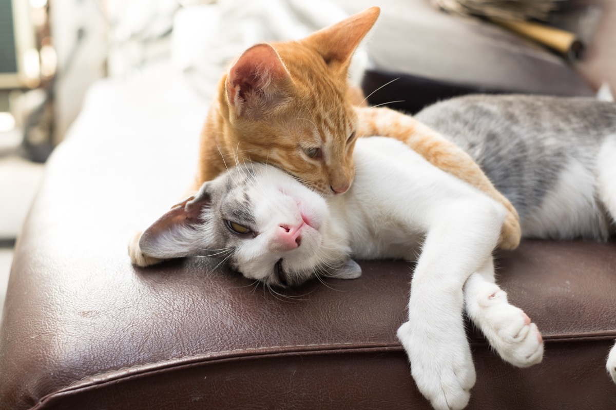 two kittens cuddling animals in love