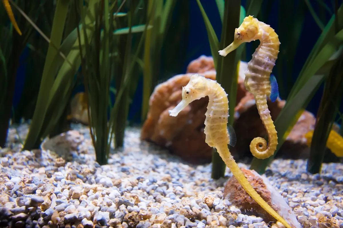 Two seahorse in aquarium - Image