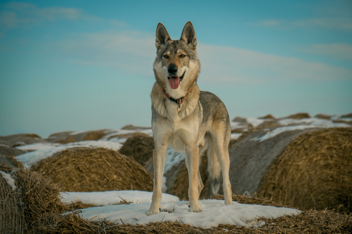 czechoslovakian wolf dog model - Image
