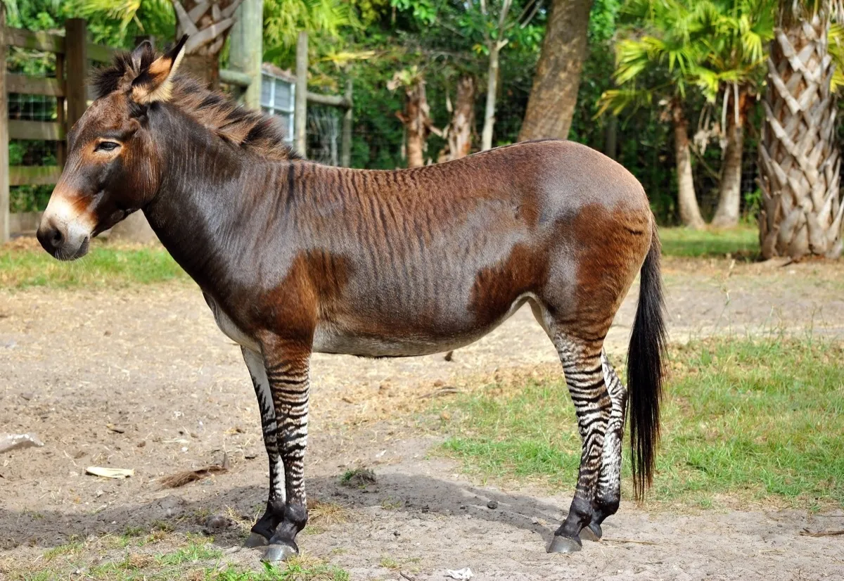 Zebroid a cross between a zebra and a donkey - Image