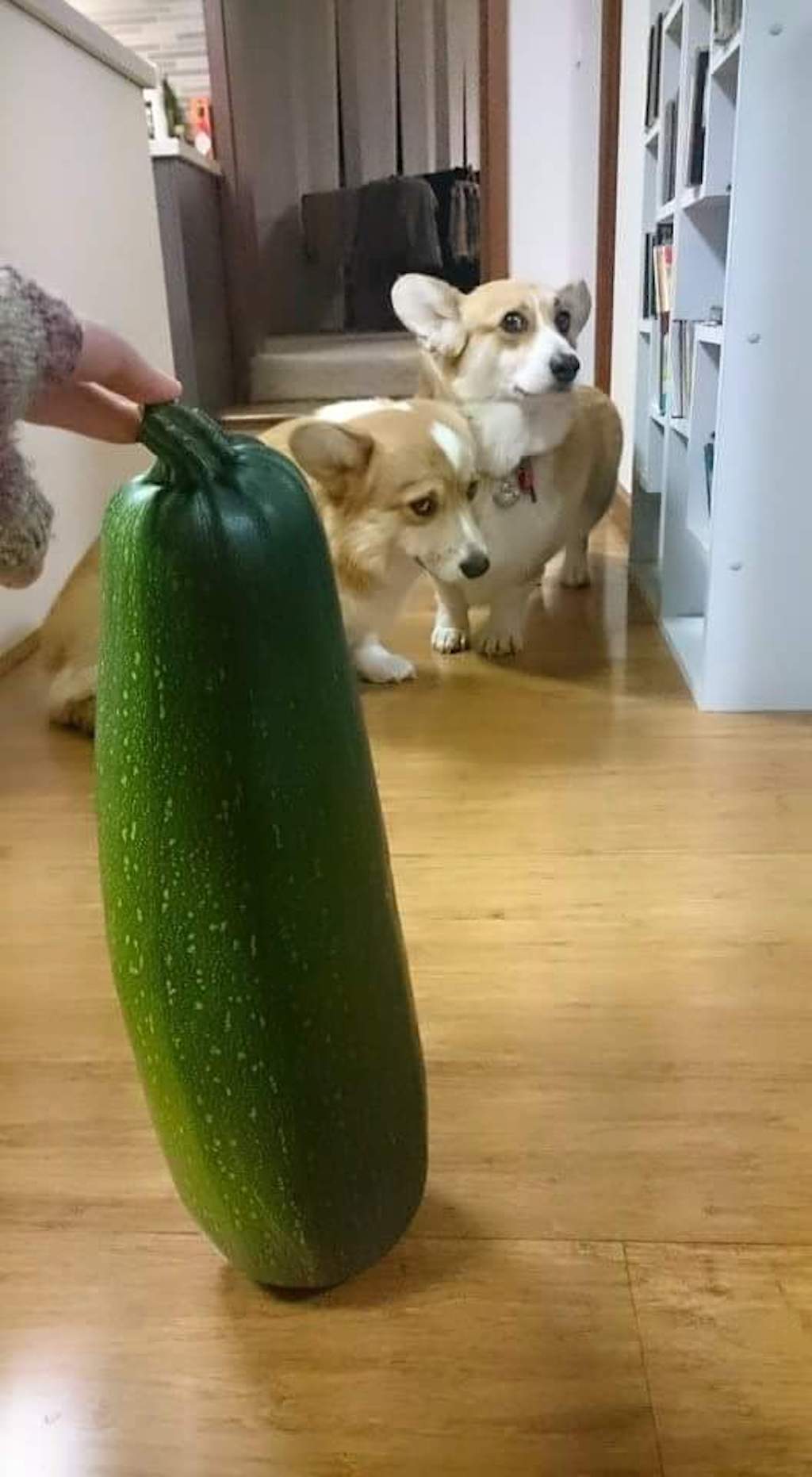 corgis afraid of giant zucchini