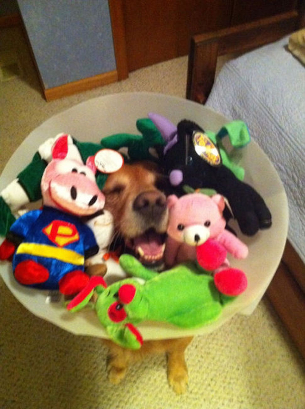 cone of shame customer turned into mobile dog tray