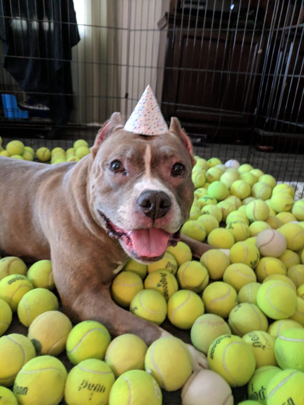 Ivy the pit bull gets tennis balls for 8th birthday. 