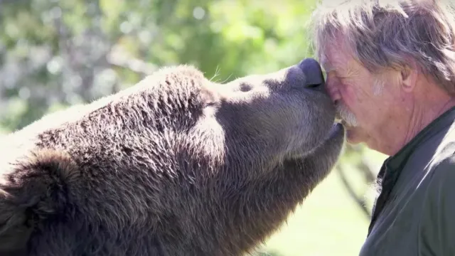grizzlybear kissing his owner adorable photos of bears
