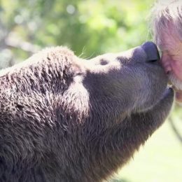grizzlybear kissing his owner adorable photos of bears