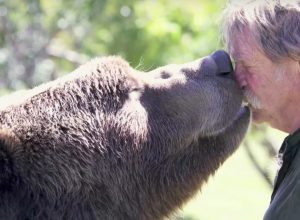 grizzlybear kissing his owner adorable photos of bears