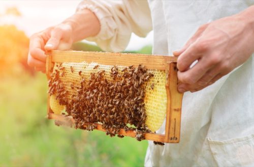 Beekeeper Making Honey With Bees