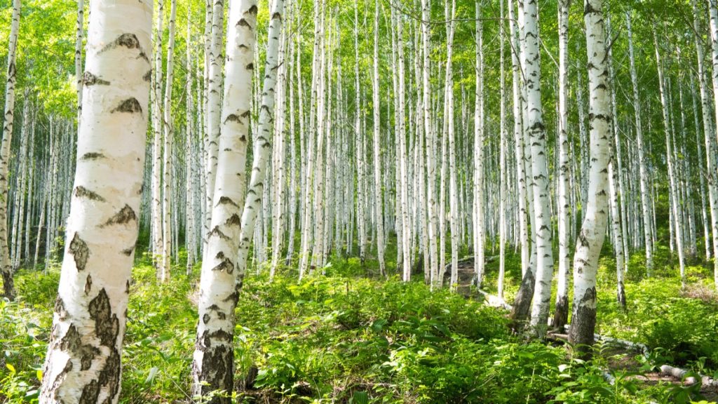 Forest of birch trees