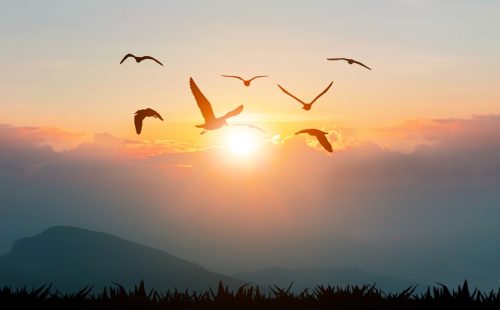 Birds flying freedom on the mountains and sunlight silhouette