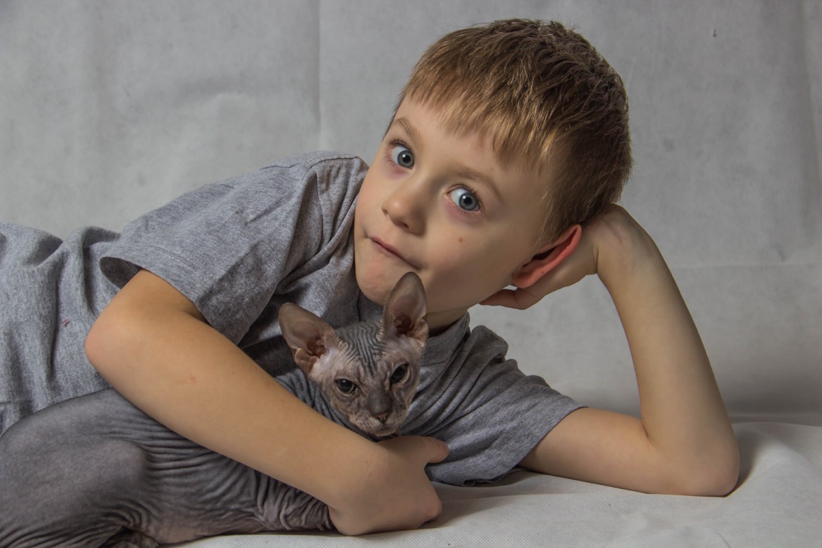 Little Boy Posing With Hairless Cat Funny Stock Photos