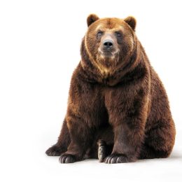 brown bear, bear puns